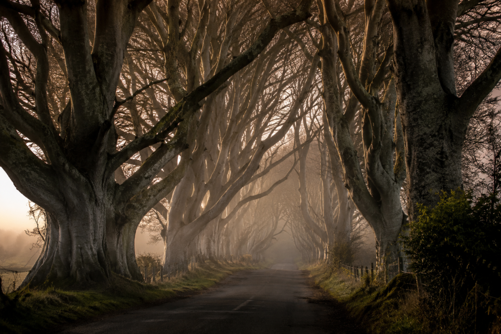 The Dark Hedges beech tree avenue in County Antrim, a famous Game of Thrones filming location
